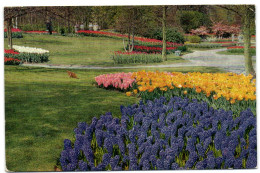 Keukenhof - Lisse-Holland - Lisse