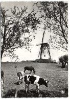 Damme - De Molen - Damme