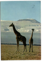 Mt. Kilimanjaro - Giraffes - Kenya