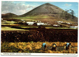 Canary Islands - Lanzarote - Gathering Vegetables - Lanzarote