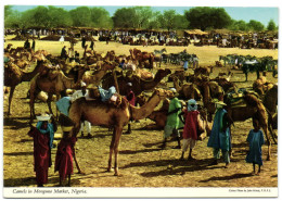 Nigeria - Camels In Monguno Market - Nigeria