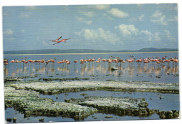 Pink Flamingoes Of Bonaire - Netherlands Antilles - Sonstige & Ohne Zuordnung