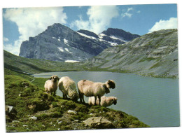 Deubensee Am Gemmipass - Leukerbad-Kandersteg - Daubenhorn - Steg