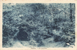 [-10%] BELGIQUE - Chaumont Gistoux - Un Sous Bois - Carte Postale Ancienne - Chaumont-Gistoux