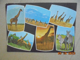 Girafes Et Zebres. Edition East Africa 1482 PM 1985 - Giraffen