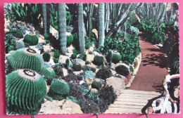 Jardin Exotique De Monaco - Le Pont Des Echinocactus Grusonii - Coussins De Belle-mère - Exotischer Garten