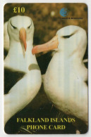 Falkland Islands - Adult Black-Browed Albatross - Falkland