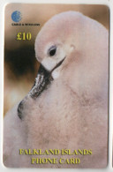 Falkland Islands - Black-Browed Albatross - Isole Falkland