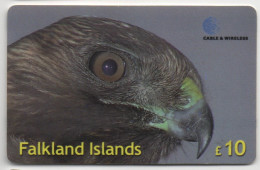 Falkland Islands - Red-Backed Hawk - Falkland