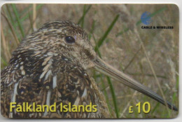 Falkland Islands - Common (Magellan) Snipe - Falkland Islands