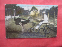 Black Americana  Driving The Ostrich. Florida.   Ref 6217 - Negro Americana