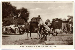 Camels Quenched Trust - Shielk Othman Aden - Yémen