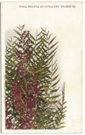 Blossoms And Fruit Of Pepper Tree (M Rieder Publ. Los Angeles Cal. N° 547) - Los Angeles