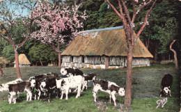 FRANCE - La Normandie - Grandcamp Les Bains - Les Vaches Broutant La Marguerite - Colorisé - Carte Postale Ancienne - Autres & Non Classés