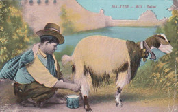 Malte -- Maltese -- Milk -- Seller -- Jeune Berger --- 2251 - Malte