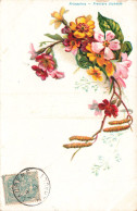 FLEURS PLANTES ARBRES - Fleurs - Primevères - Colorisé - Carte Postale Ancienne - Flores