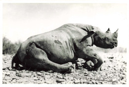Photographie - Rhinocéros - Angola - Dim 11/18 Cm - Afrika