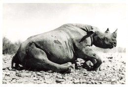 [-50%] Photographie - Rhinocéros - Angola - Dim 11/18 Cm - Afrique