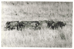 Photographie - Troupeau De Buffles - Dim 11/18 Cm - Africa