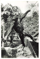 Photographie - Chimpanzé - Singe - Dim 11/18 Cm - Afrique