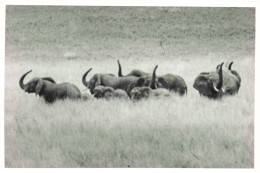 Photographie - Elephants - Angola - Dim 11/18 Cm - Afrique