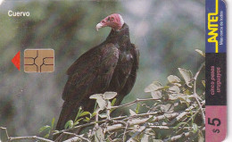 URUGUAY - Bird, Cuervo(113a), Chip GEM3.3, 03/00, Used - Aquile & Rapaci Diurni