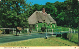 ANIMAUX - Chevaux - Ponies With Foal In The New Forest - Colorisé - Carte Postale  Ancienne - Horses