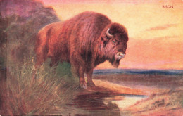 ANIMAUX - Bison - Colorisé - Carte Postale  Ancienne - Otros & Sin Clasificación