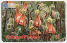 Falkland Islands - Lady's Slipper - Isole Falkland