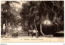 CONAKRY ( Guinee Francaise - Afrique )  - Promenade De La Corniche - Guinée Française