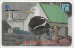Falkland Islands - Seagull - Falkland Islands