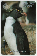 Falkland Islands - Rockhopper Penguin - 184CFKA - Falklandeilanden