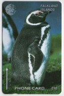 Falkland Islands - Jackass Penguin - 184CFKB - Falklandeilanden