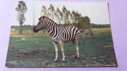 CPSM ZEBRE ZEBRES EN LIBERTE RESERVE AFRICAINE DU CHATEAU DE THOIRY EN YVELINES 78 - Zèbres