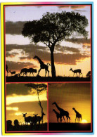 Wildlife - Sunset - Giraffes - Girafes