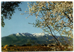 Le Canigou Au Printemps - Roussillon