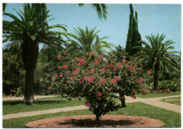 Riyadh - A Public Garden - Arabie Saoudite