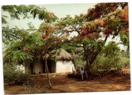 Mauritius - Ile Maurice - Une Cabane De Campagne - Maurice