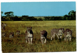 East Africa - African Wildlife - Lionesses And The Cubs - Kenya