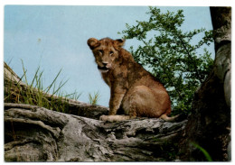 African Wildlife - The Lion Cub - Kenya