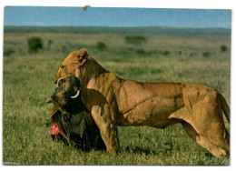 African Wild Life - Lioness With Kill - Kenya