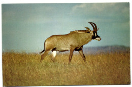 The East African Wild Life Society - Roan - Kenya