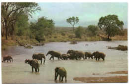 The East African Wild Life Society - River Crossing - Kenya