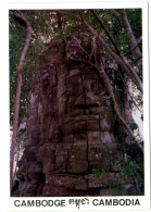 Cambodge - Cambodia - Siem Reap - Ta Prohm - Cambodge