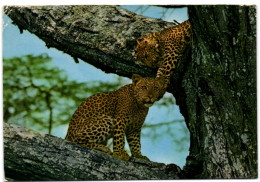 African Wild Life - Leopard - Kenya