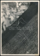 Cca 1934 Kinszki Imre (1901-1945) Budapesti Fotóművész Pecséttel Jelzett Vintage Fotóművészeti Alkotása (Kaszáspók), 18x - Autres & Non Classés