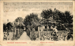 T2/T3 1905 Albertirsa, Radvány-féle Szőlőtelep (EK) - Non Classés