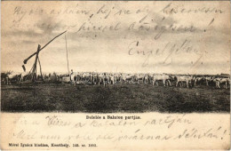 T2/T3 1903 Balaton, Delelés A Parton, Szürkemarha Gulya. Mérei Ignác 149. 1903. (fl) - Unclassified