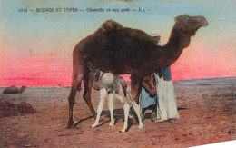 ANIMAUX - FAUNE - Chamelle Et Son Petit - Colorisé - Carte Postale Ancienne - Sonstige & Ohne Zuordnung