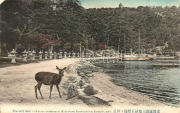 ** T2 Aki, Holy Deer And Stone Lanterns At Matsubara Itsukushima Temple - Unclassified